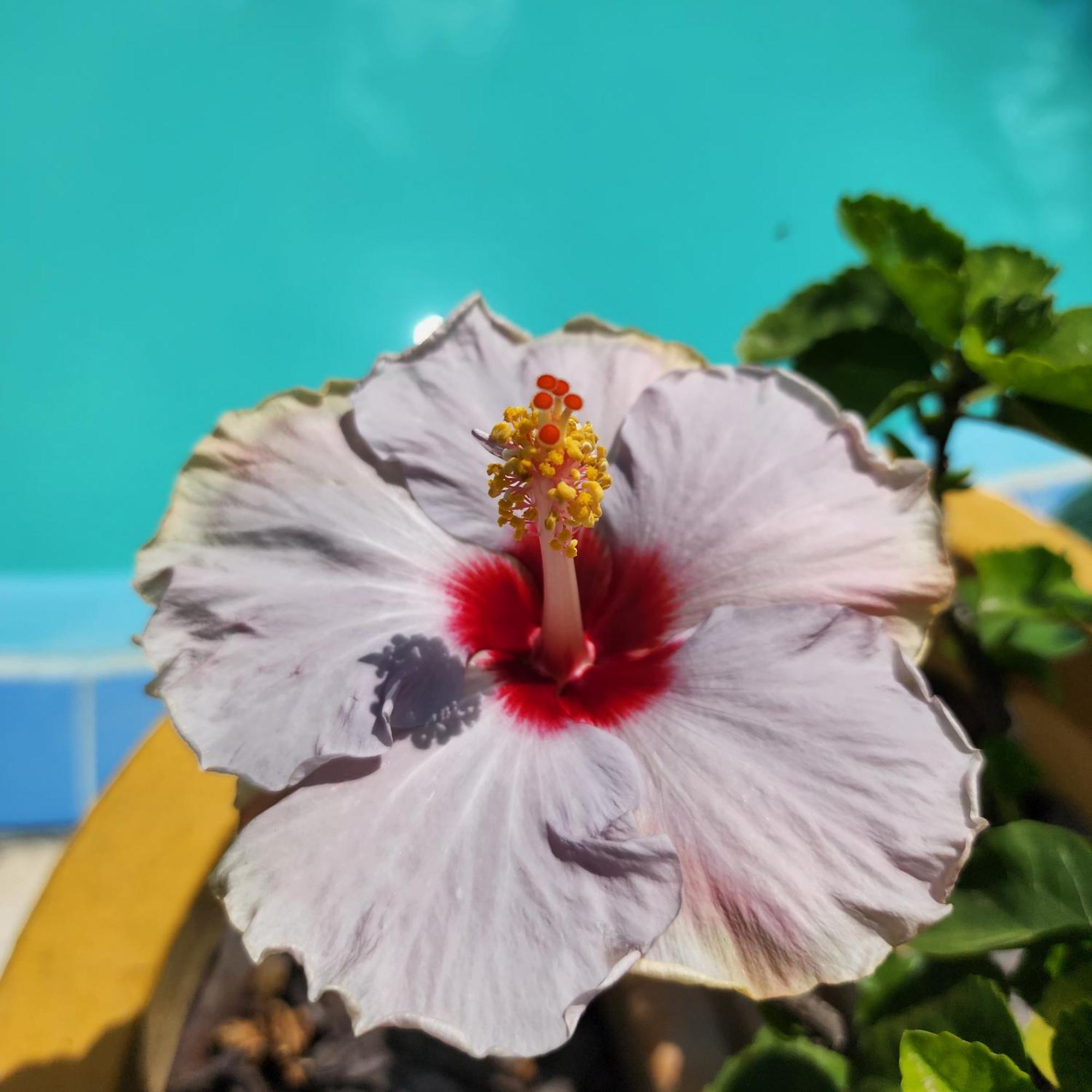 Maceió Mandala Dreams Pousada E Portal Holistico מראה חיצוני תמונה